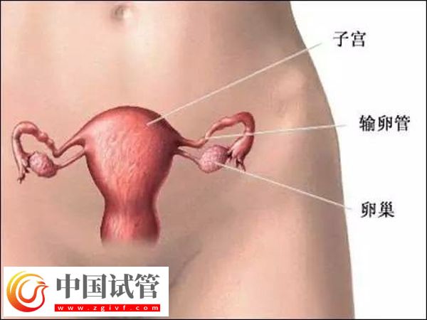 東莞試管醫(yī)院排名及特色服務(wù)全解析(圖1)