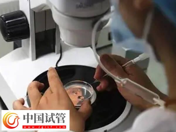 嵌合體30%其實也可以做試管嬰兒移植，比例才是成功關鍵(圖2)