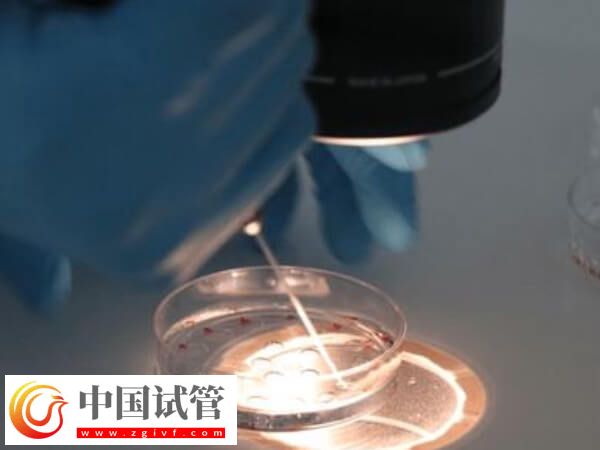 嵌合體30%其實也可以做試管嬰兒移植，比例才是成功關鍵(圖1)