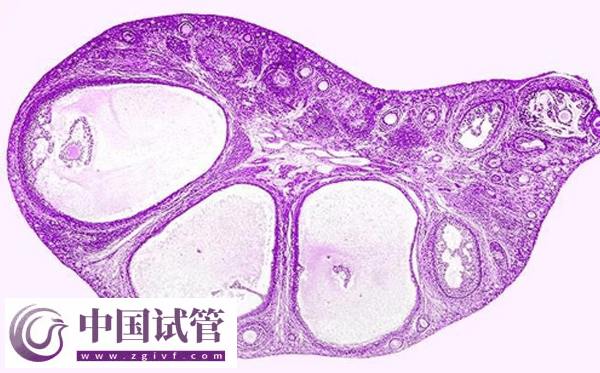 河南省人民醫(yī)院做試管嬰要準備什么(圖3)