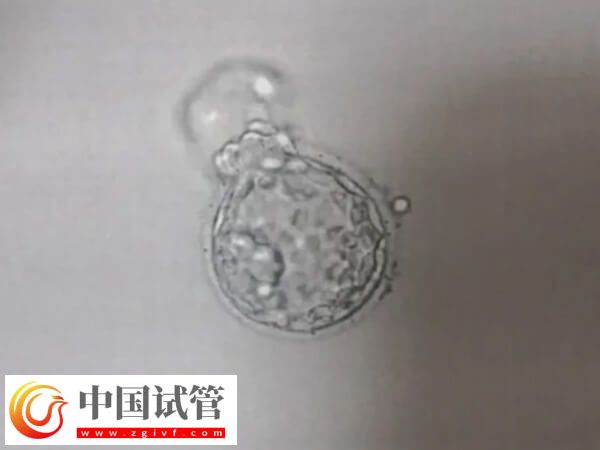 鮮胚成功率為什么低(圖2)