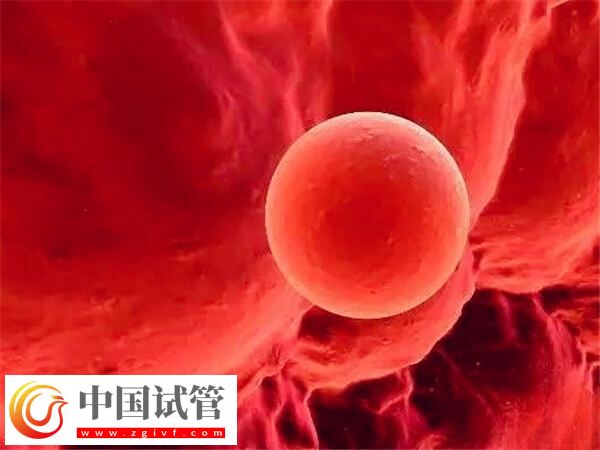 囊胚4bb和5bb哪個成功率高(圖2)