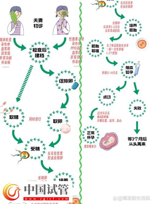 試管嬰兒的孕卵發(fā)育過(guò)程詳解(圖1)
