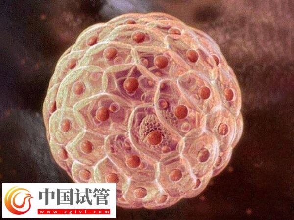 11個(gè)囊胚為什么都要冷凍(圖1)