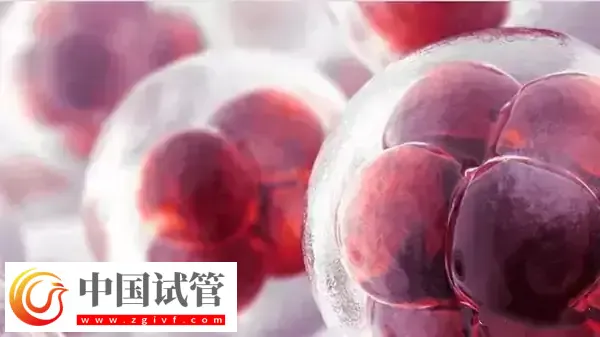 高齡是不是適合養(yǎng)囊胚(圖3)