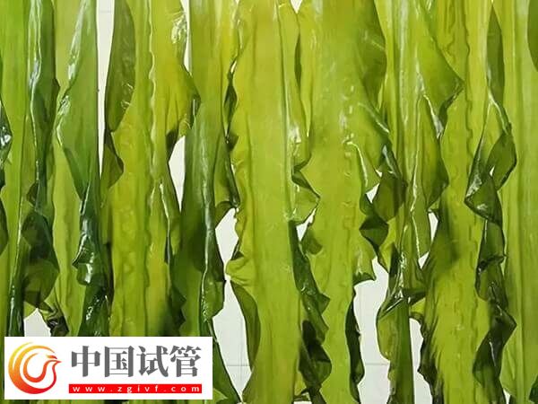 胚胎移植后吃海帶對(duì)著床有沒(méi)有影響(圖1)