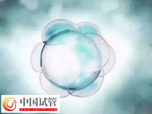 如何改善一卵多精的情況(圖2)