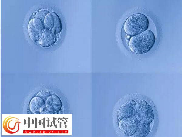 4aa的囊胚是什么級(jí)別？是最好的胚胎嗎？(圖1)