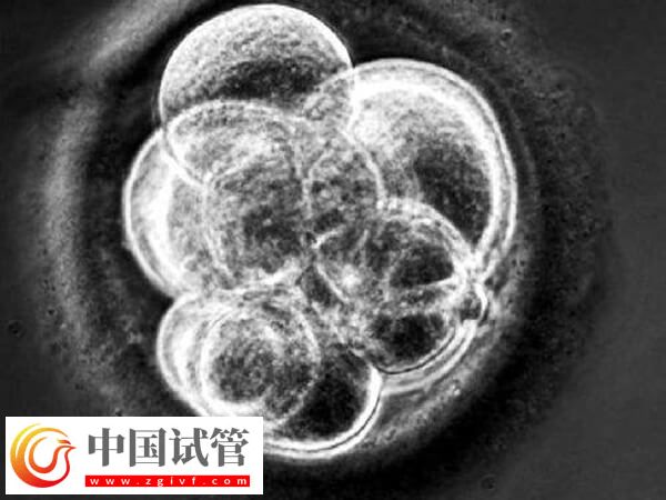 為什么三代試管胚胎優(yōu)質(zhì)不著床(圖1)