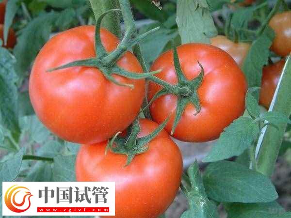 試管嬰兒移植后能不能吃西紅柿(圖1)